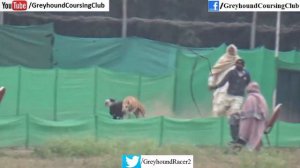 coursing race 2021 | Greyhound racing | dog and rabbit | Galgo