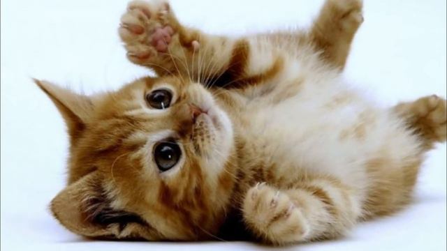 жизнь животных смотреть онлайн