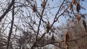 Ещё зима 26 февраля, а пчёлки уже по полной программе опыляют фундук!