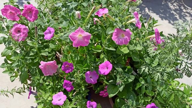 1389- Ugaoo -Online shopping for the Summer Garden/ Ugaoo - Petunia seeds ke results kiya kehte hai