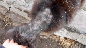 Стригущий лишай у собак и кошек.