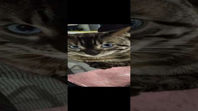 Необычный взгляд голубоглазого кота