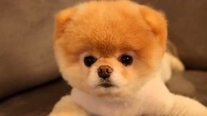 Выбираем для себя: кто лучше,шпиц или чихуахуа?|| KseniaReyD.