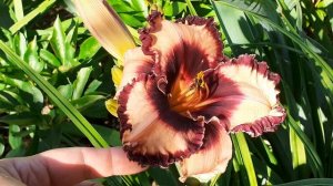 лилейник PANDORA'S TREASURE