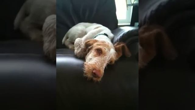 Spinone Italiano Pink