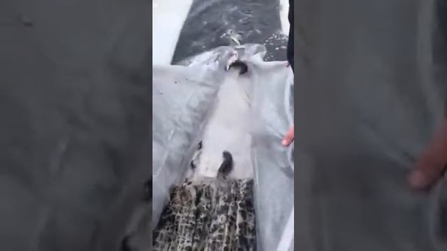 Пруд Черница - Зарыбление щукой 18.11.2016 (видео 8) смотреть онлайн