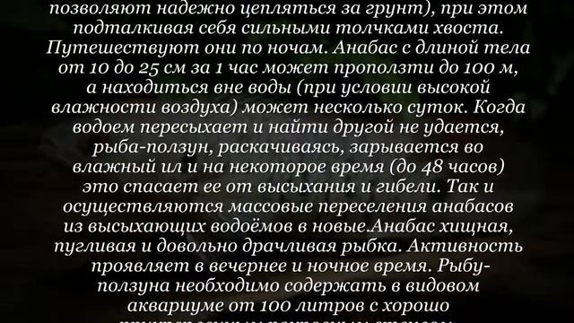 Аквариумная рыбка Анабас смотреть онлайн