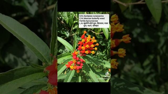 Asclepias curassavica, commonly known as tropical milkweed