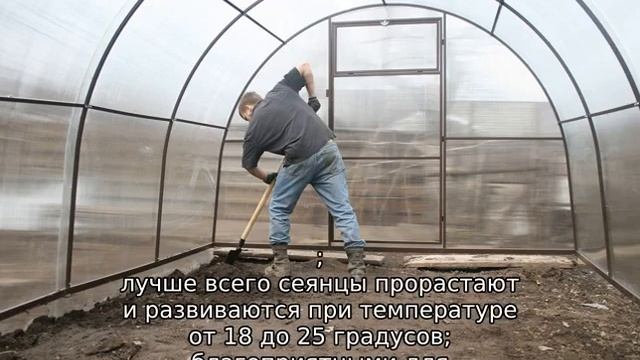 Как правильно сажать огурцы смотреть онлайн