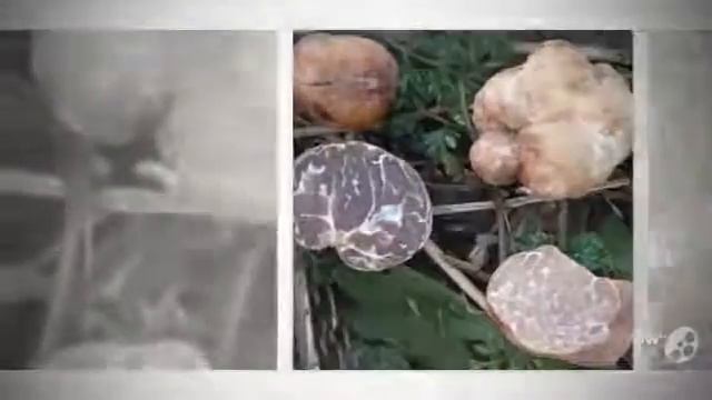 Какой Гриб Трюфель (Mushroom truffle). Белый Трюфель Черный