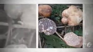 Какой Гриб Трюфель (Mushroom truffle). Белый Трюфель Черный