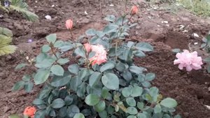 Мои розы от Кордес. Роза Лариса. Белла Роза. Роза Ла Вилла Кота. Роза Симпатия. Первый год цветения