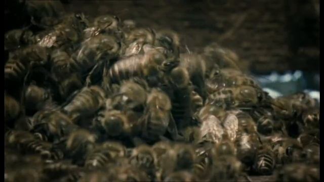 Битва пчел с шершнем. смотреть онлайн