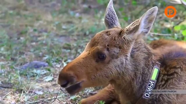 Уникальная научная школа Костромской ГСХА по доместикации лосей
