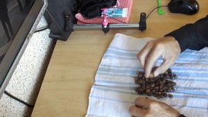 Тигровый орех (ЧУФА) пробное выращивание в средней полосе РФ