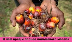 Пальмовое масло польза и вред, в каких продуктах оно содержится?