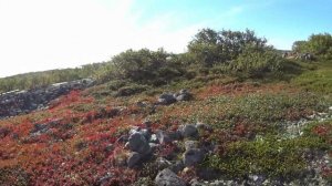 Тундра и каменные лабиринты на Большом Заяцком острове. Соловецкие острова.