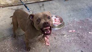 Pitbull vs tiger#tiger#pitbull