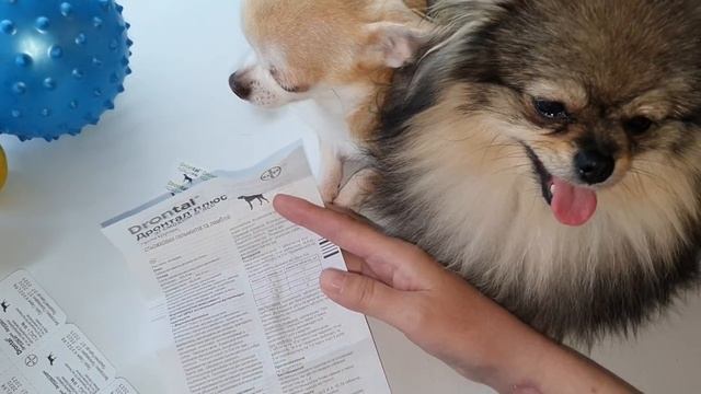 Как и чем глистогонить собак? смотреть онлайн