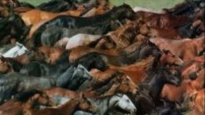 Лошади - как угоняют табуны - Конокрадство или возмездие - Барымта - Закон Степи