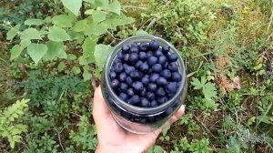 СКОЛЬКО  МОЖНО  ЗАРАБОТАТЬ, СОБИРАЯ ЧЕРНИКУ?