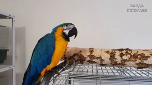 Купание попугая ара