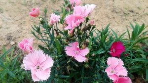 Dianthus