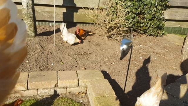 Serama rooster in the sun смотреть онлайн