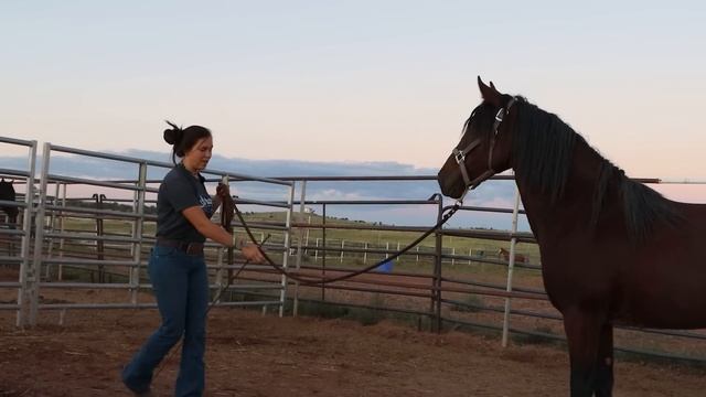 Rope Pressure with a Wild Mustang | Mustang Magic 2023 смотреть онлайн