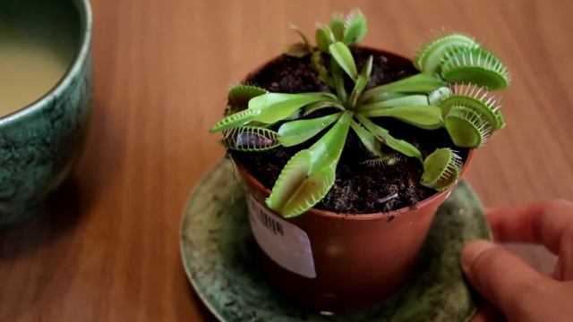 Хищное растение Венерина мухоловка или Дионея (Dionaea muscipula) смотреть онлайн