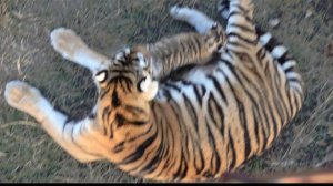 Амурская тигрица с МАЛЕНЬКИМИ ТИГРЯТАМИ!