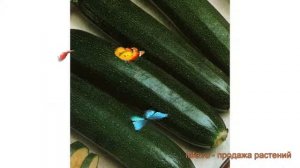 Кабачок обыкновенный Деликатес (delikates) ? Деликатес обзор: как сажать, семена кабачка Деликатес