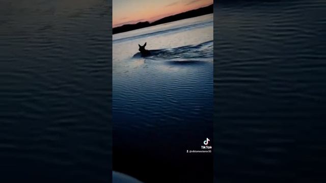 лось срезает путь)