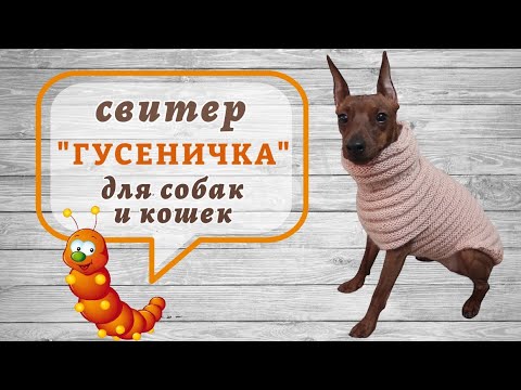 Как связать свитер Гусеничка для собак и кошек