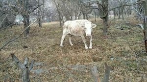 Всю осеннюю мульчу под деревьями, под кустами и т.. д.. Весной убираем и сжигаем...