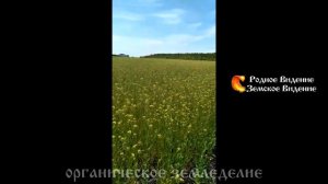 Рыжиковое масло. Юрий Жохов.