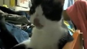 Кошка чихает очень смешно.