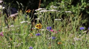 Пение полевого жаворонка✨