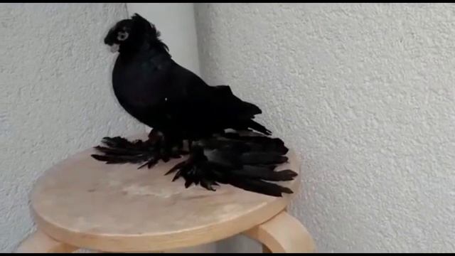 ЧЕРНЫЕ ДВУХЧУБЫЕ ГОЛУБИ / PIGEONS / TAUBE #Gulsarinfo© смотреть онлайн