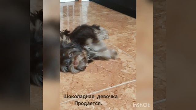 Девочка. Шоколадный йорк. Продается
