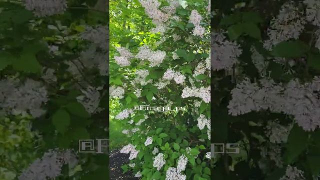 Syringa Vulgaris | Common Lilac | Lilac Flowers