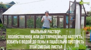 Чем опасна белокрылка, причины появления - отвечает Евгений Силягин. Методы борьбы с белокрылкой