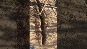Посадка картофеля под тяпку