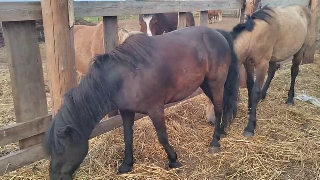 нашу пони окружили молодые жеребцы смотреть онлайн