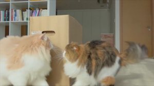 Коты vs Коробки