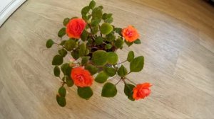 Цветущий оранжевый бальзамин ("мокрый ванька", "недотрога", "огонёк")