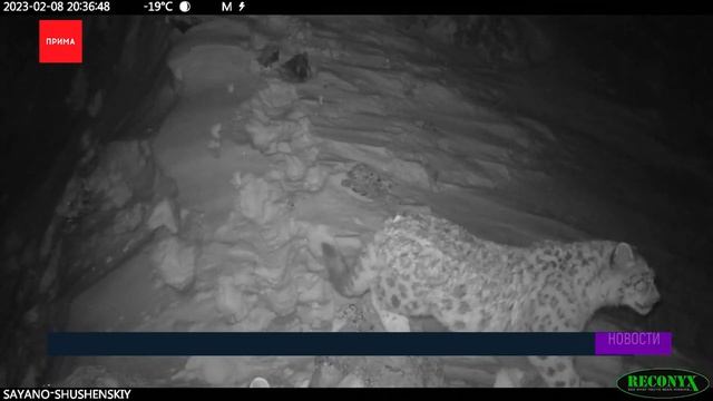 Котят снежного барса засняли фотоловушки смотреть онлайн