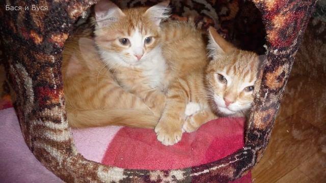 Игры котят и мур мур мур. Котята играют и веселятся смотреть онлайн