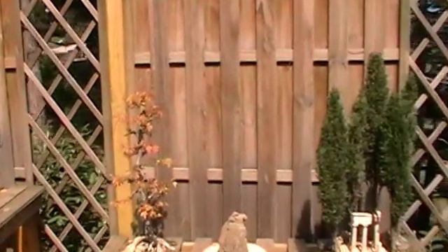 Мини Деревья со всего мира смотреть всем. смотреть онлайн