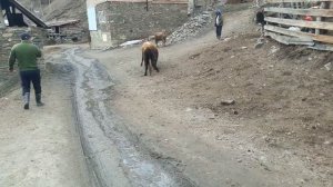 Бой быков Балакуво